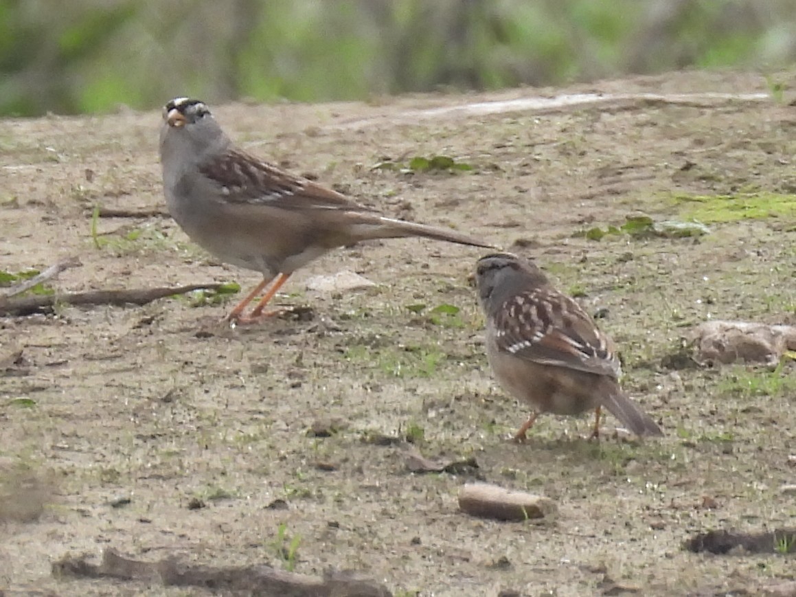 ミヤマシトド - ML646094906