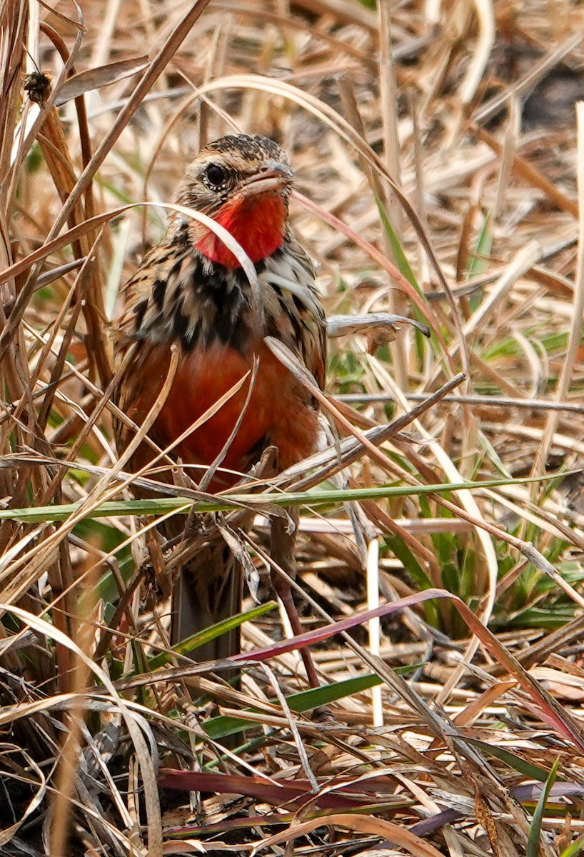 ベニバラツメナガタヒバリ - ML646094907