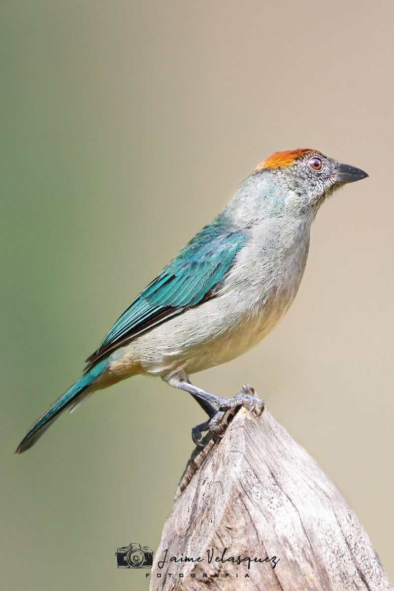 ギンミドリフウキンチョウ - ML646094908