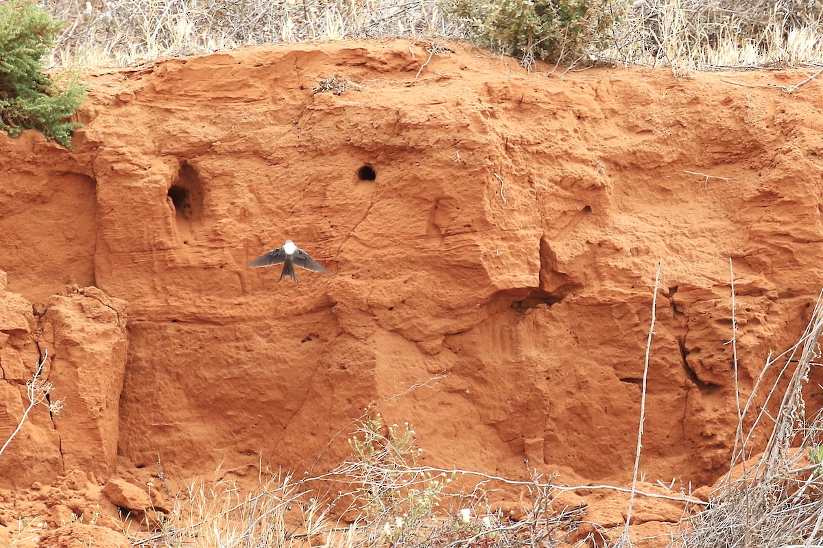 セジロツバメ - ML646094909