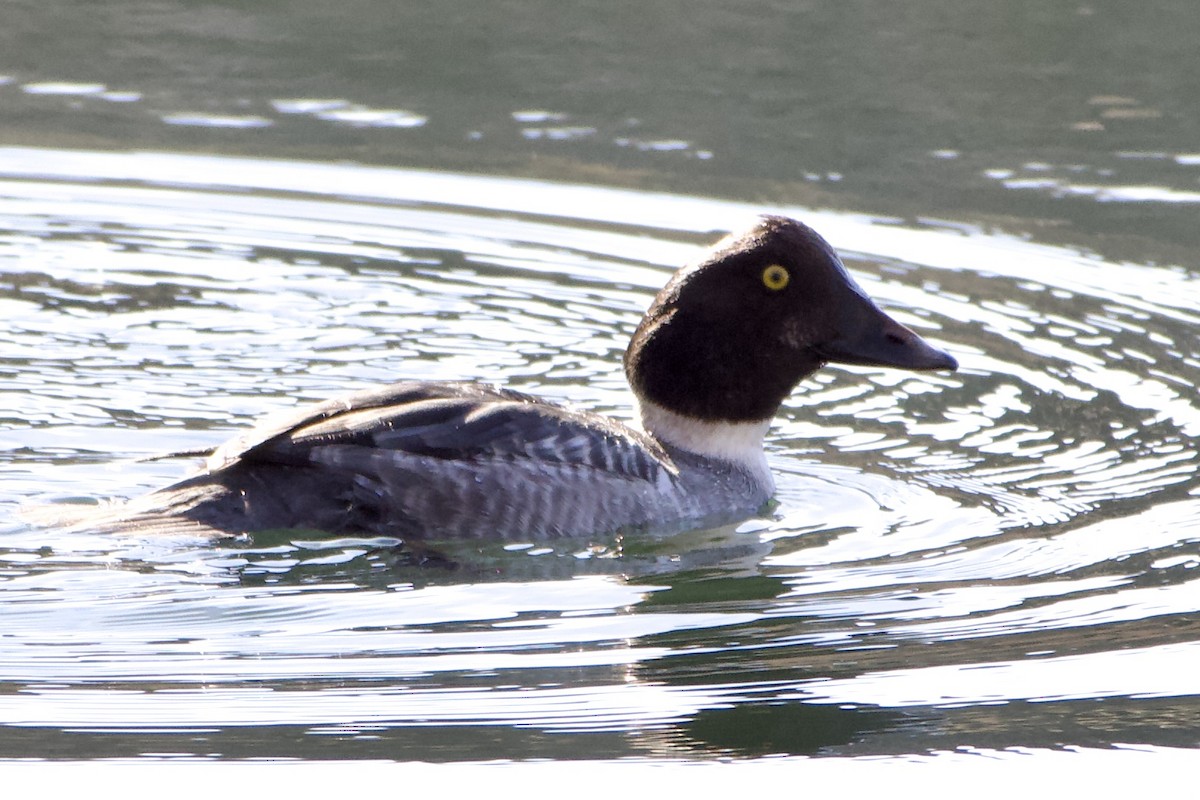 ホオジロガモ - ML646094910