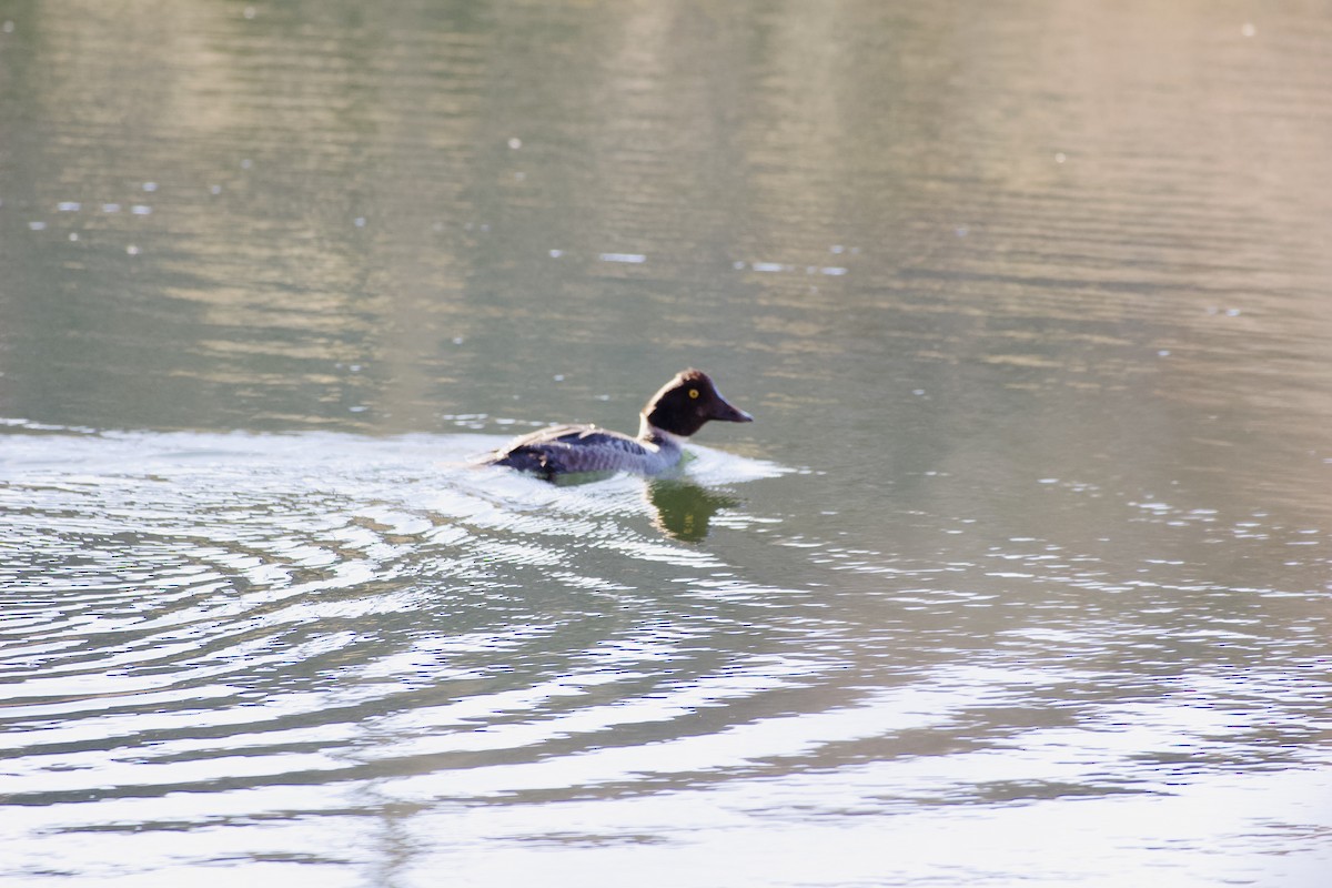 ホオジロガモ - ML646094911