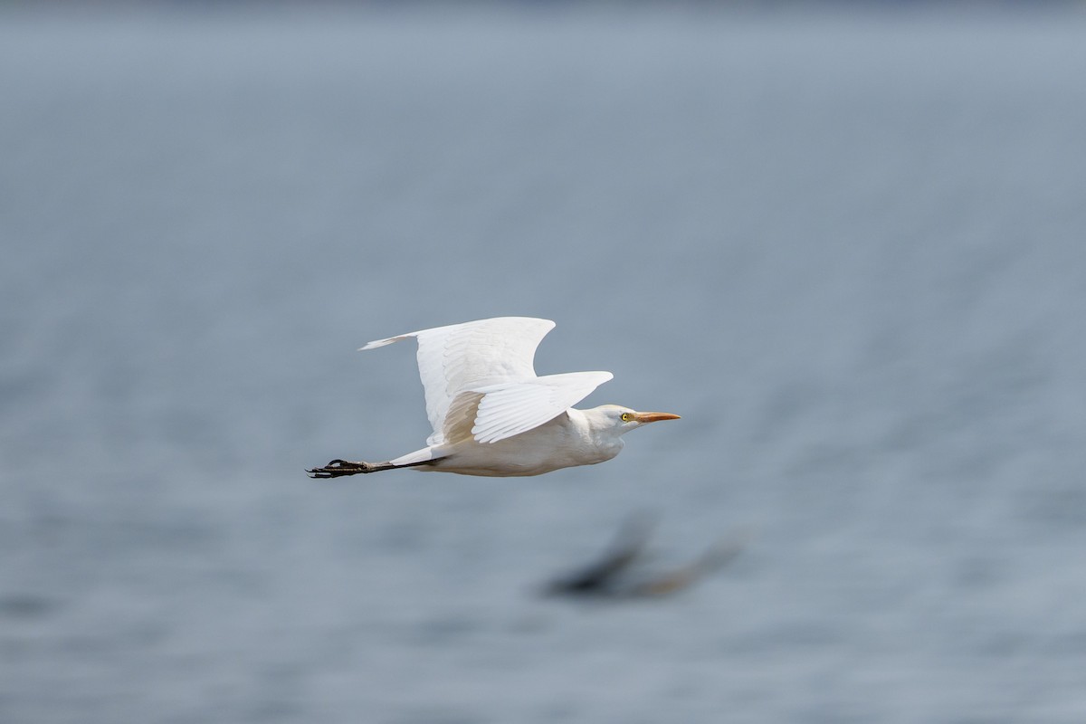 ニシアマサギ - ML646094912