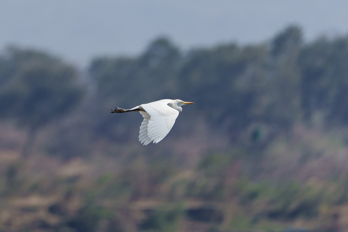 ニシアマサギ - ML646094913