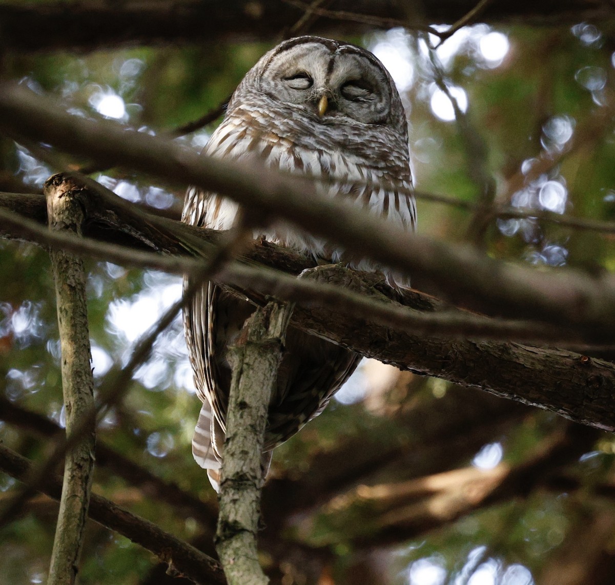 アメリカフクロウ - ML646094916