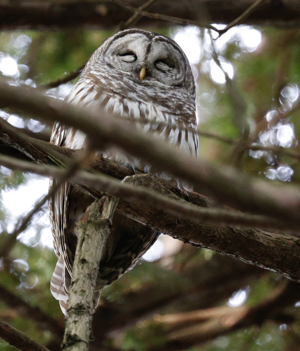 アメリカフクロウ - ML646094917