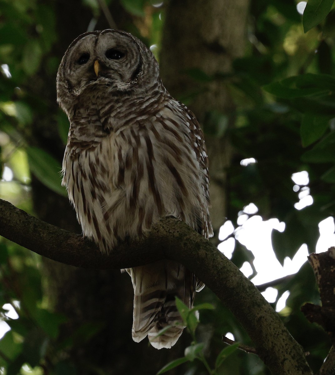 アメリカフクロウ - ML646094918