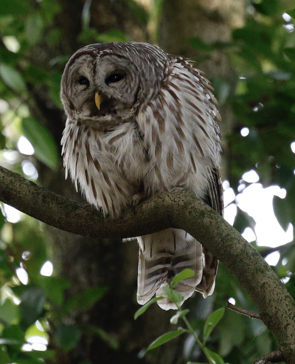 アメリカフクロウ - ML646094919