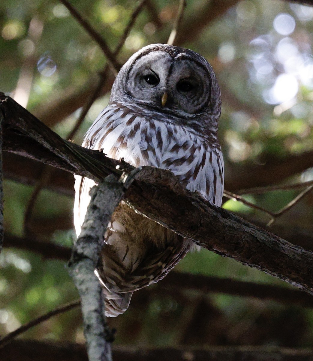 アメリカフクロウ - ML646094920