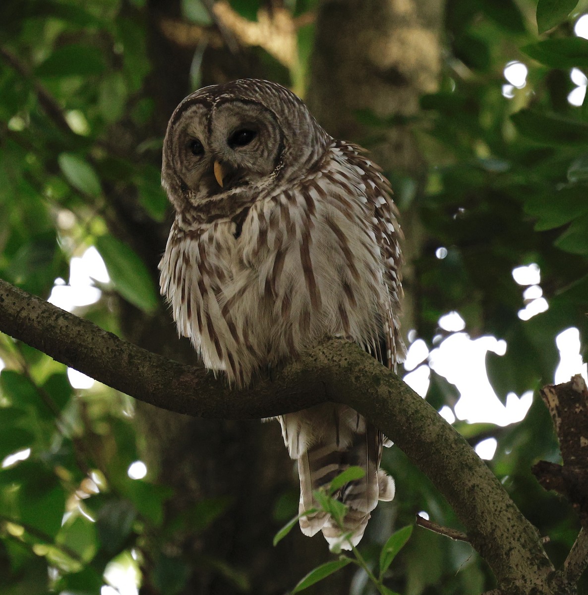 アメリカフクロウ - ML646094921