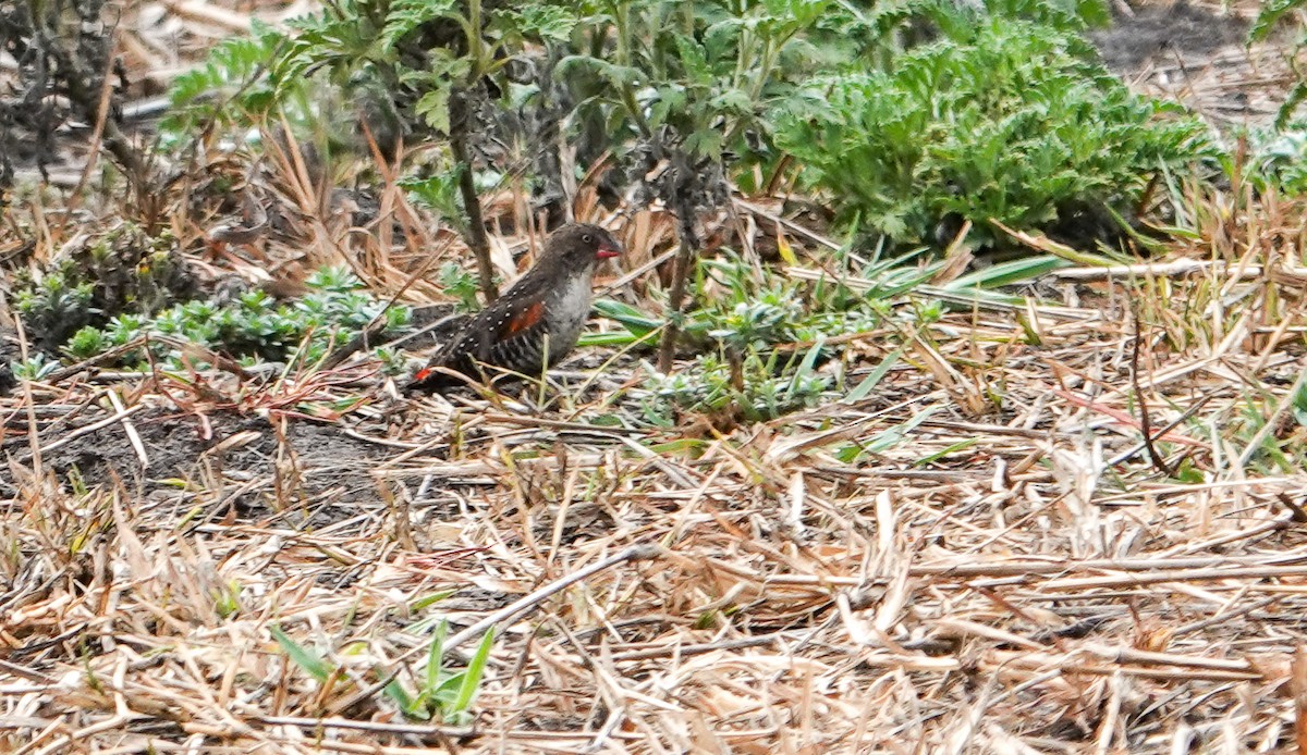 ムネアカウズラスズメ - ML646094922