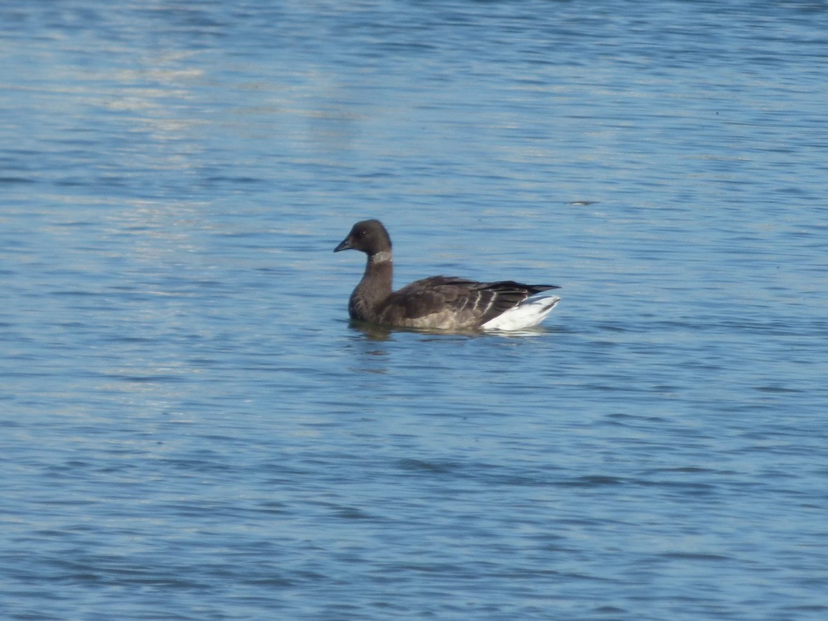 コクガン - ML646094923