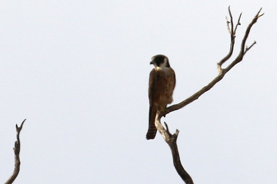 オーストラリアチゴハヤブサ - ML646094924