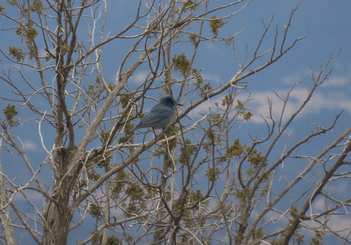 マツカケス - ML646094925