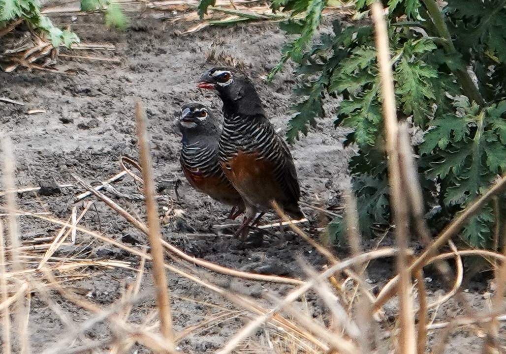 シャコスズメ - ML646094926