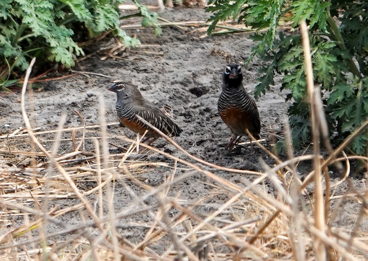 Quailfinch - ML646094927