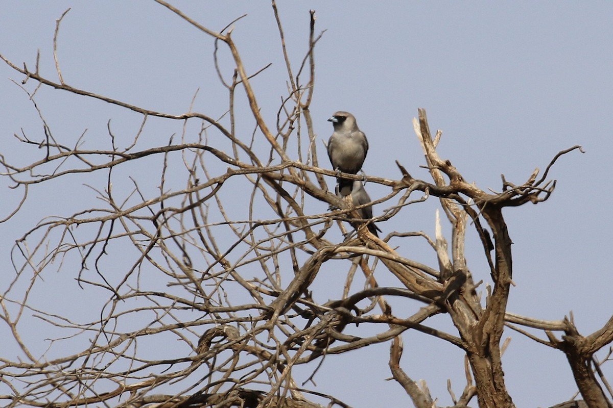 カオグロモリツバメ - ML646094930