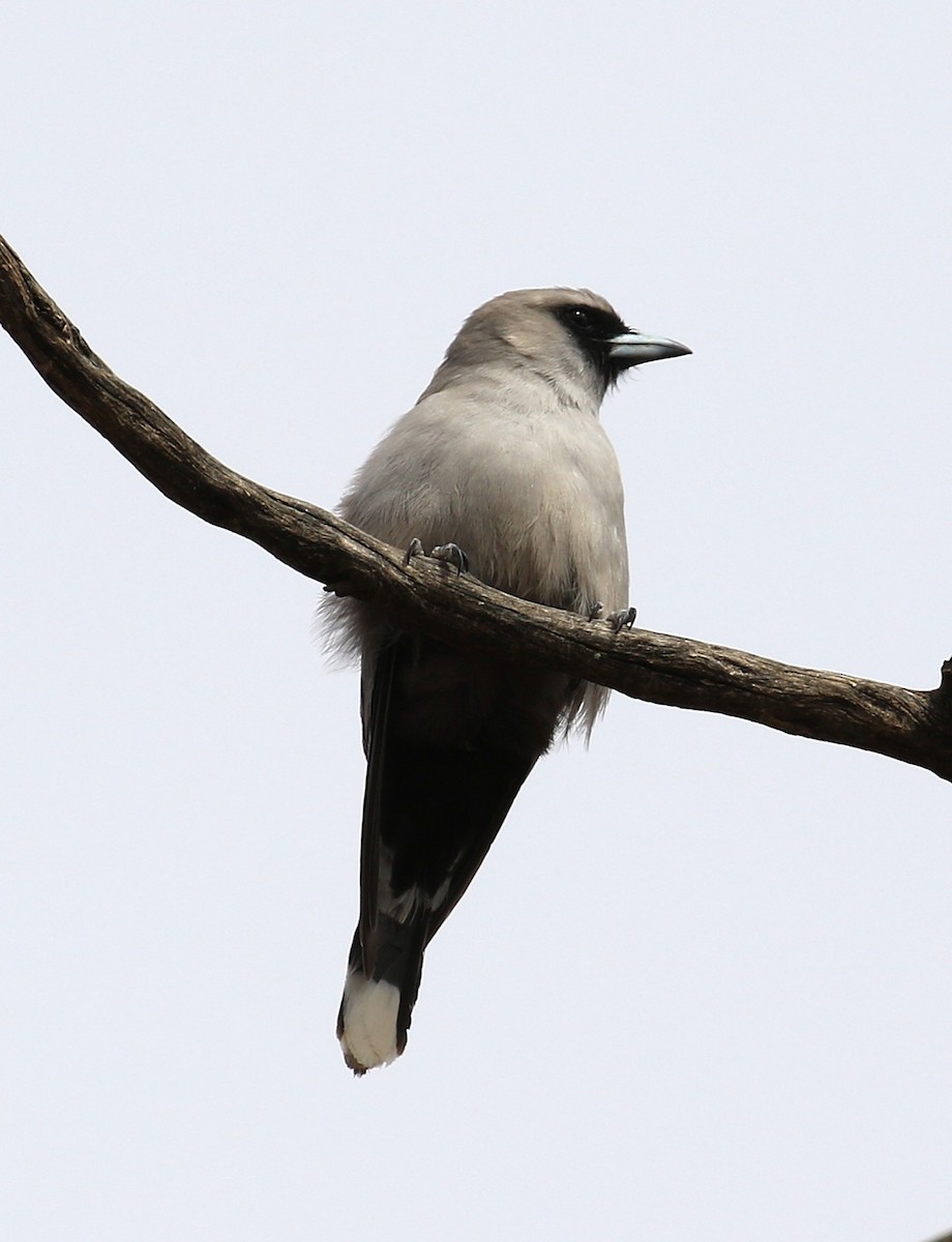 カオグロモリツバメ - ML646094931