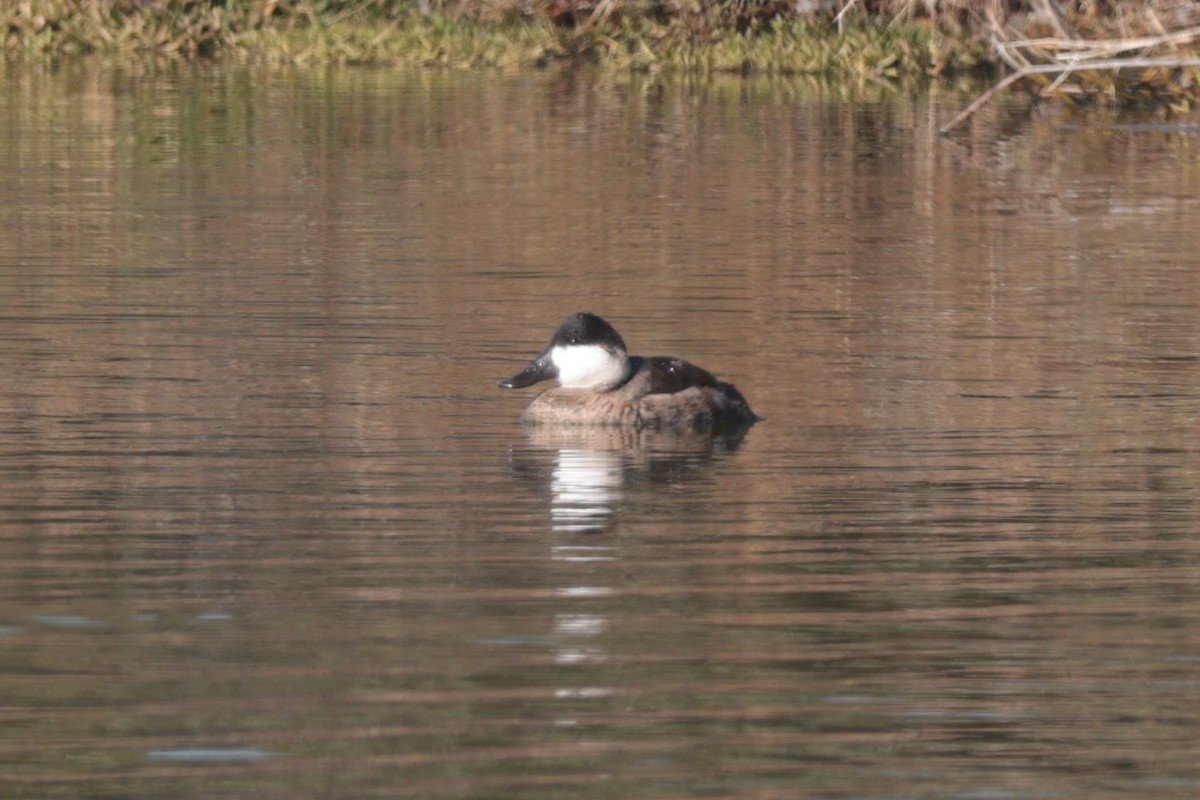 アカオタテガモ - ML646094932