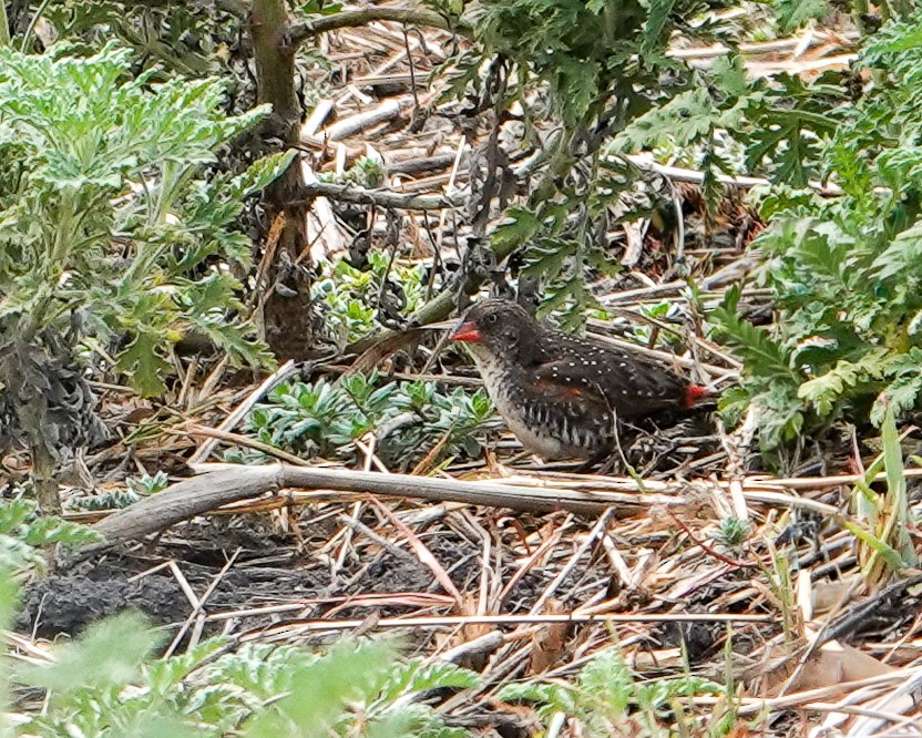 Locustfinch - ML646094933