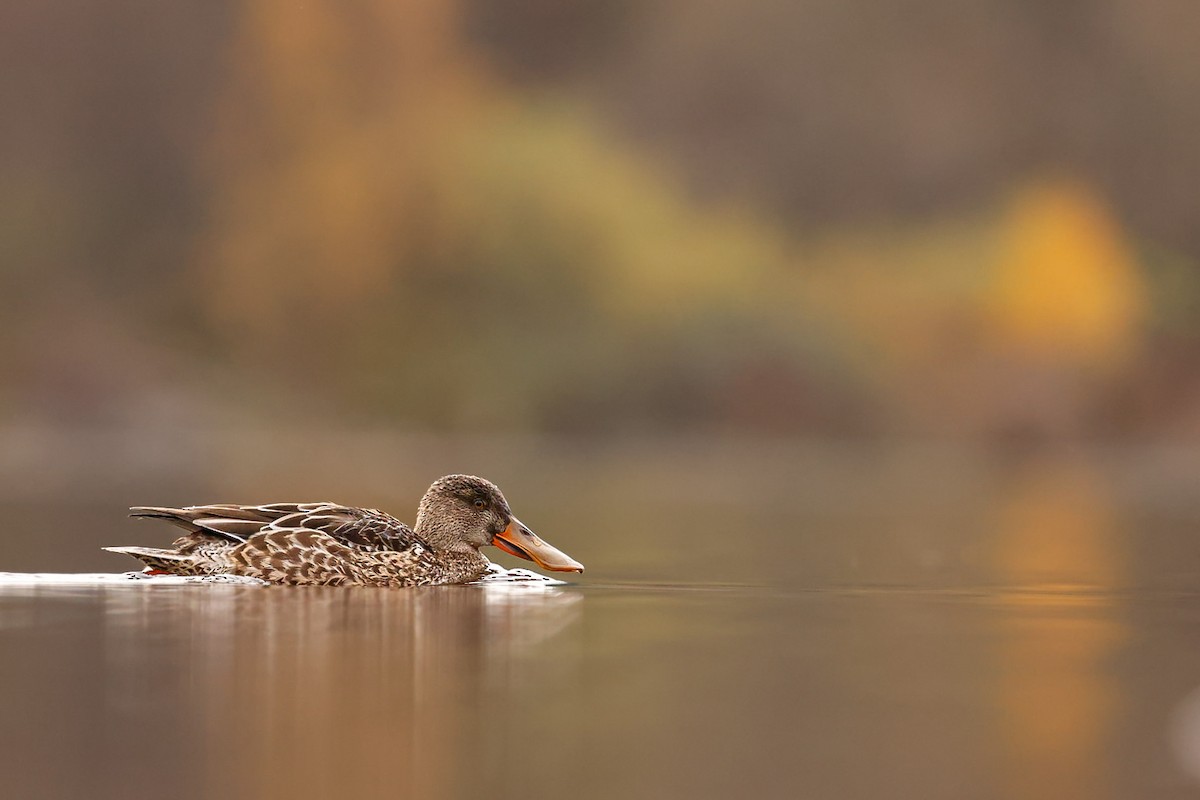 ハシビロガモ - ML646094935