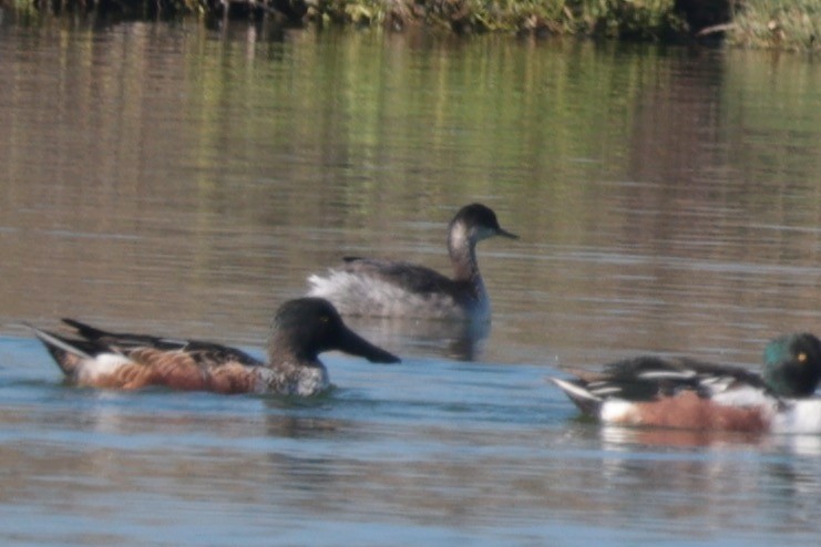 Grèbe à cou noir - ML646094936