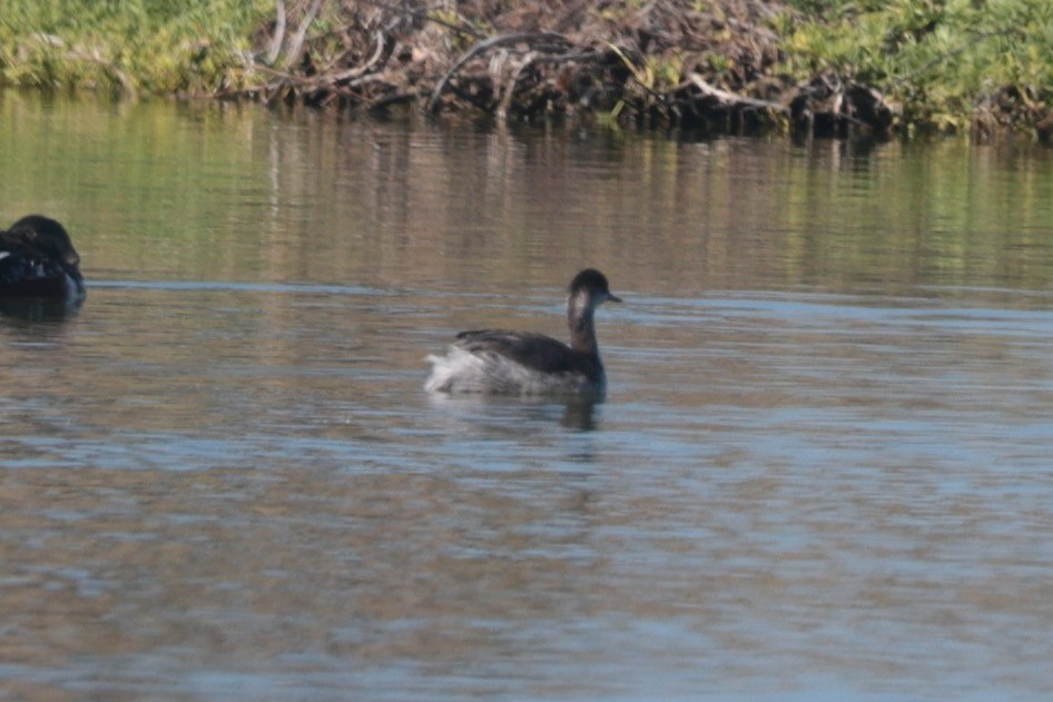 Grèbe à cou noir - ML646094937