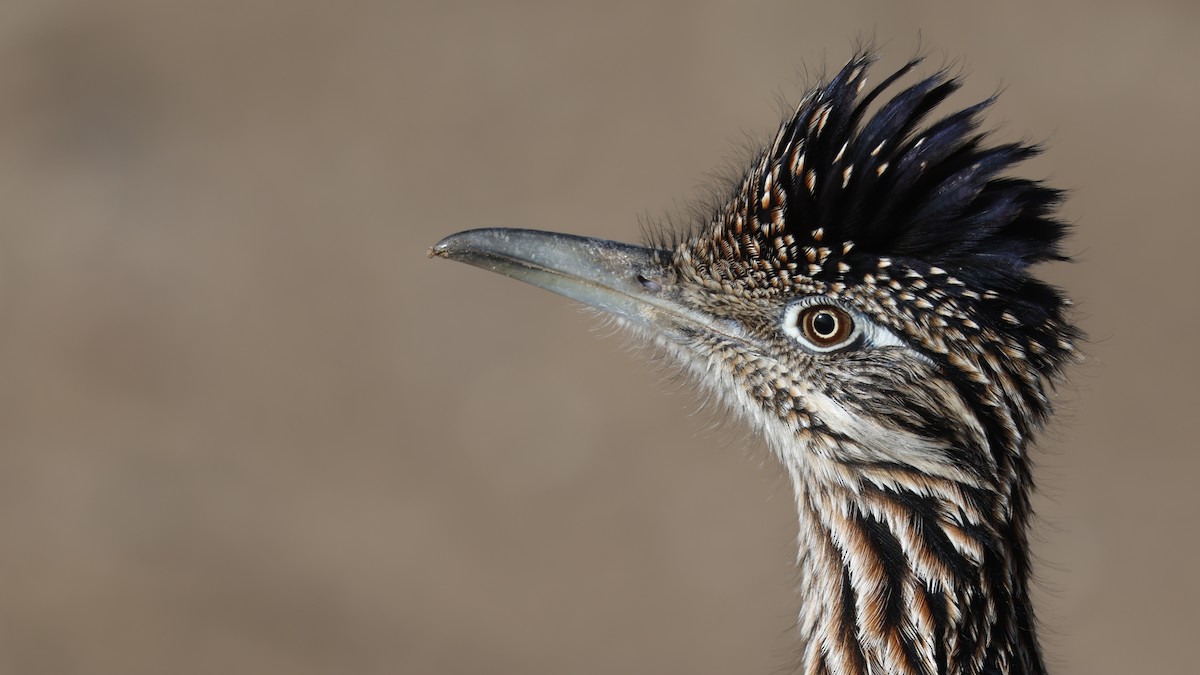 Greater Roadrunner - ML646094938