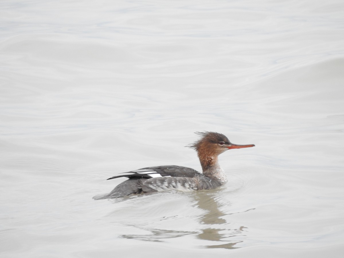 Red-breasted Merganser - ML646094964