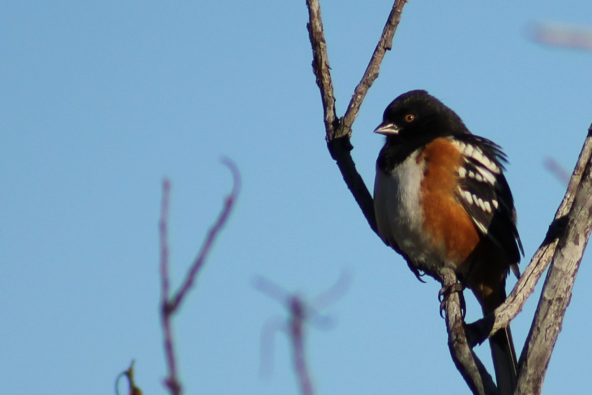 Spotted Towhee - ML646094966