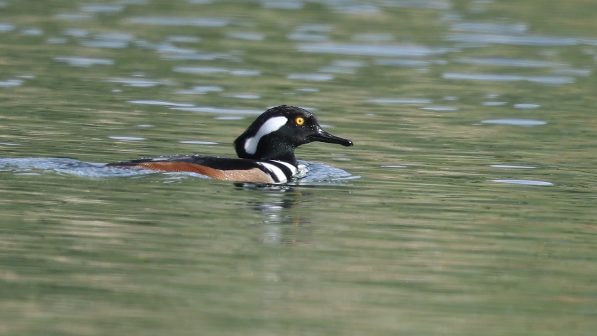 Hooded Merganser - ML646094970