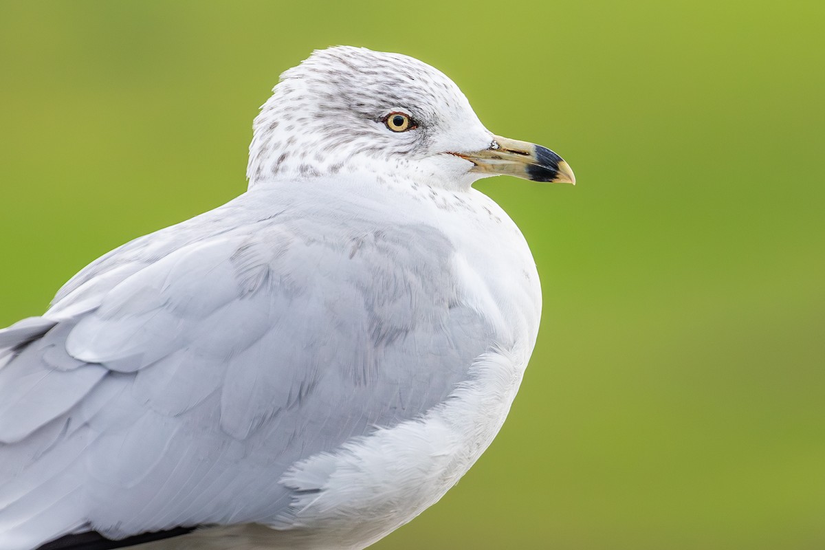 Ring-billed Gull - ML646094972