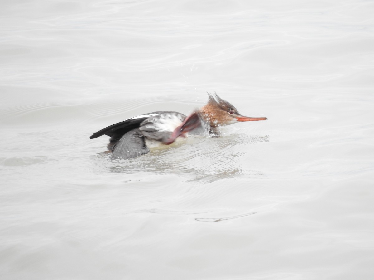 Red-breasted Merganser - ML646094976