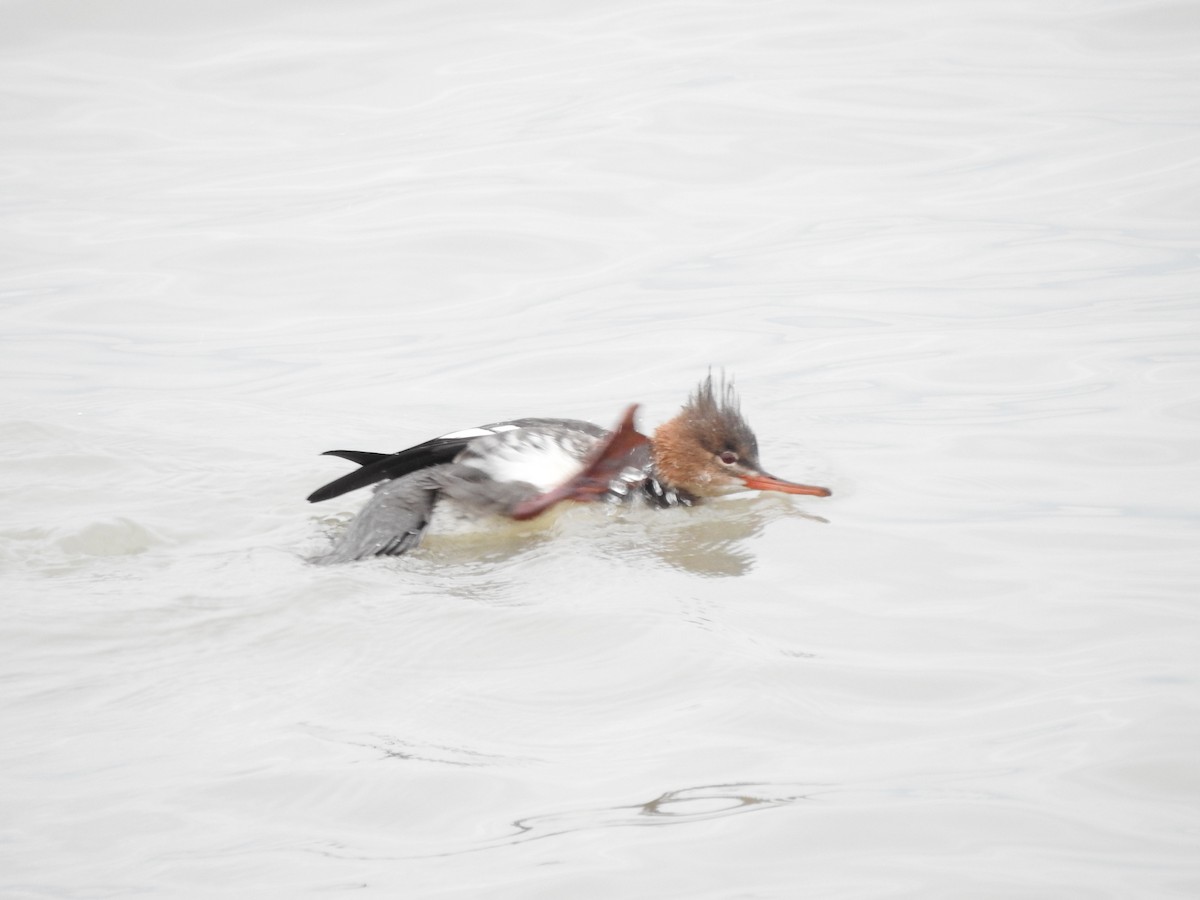 Red-breasted Merganser - ML646094977