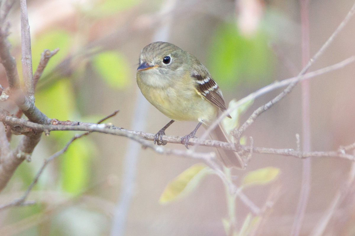 Least Flycatcher - ML646094984