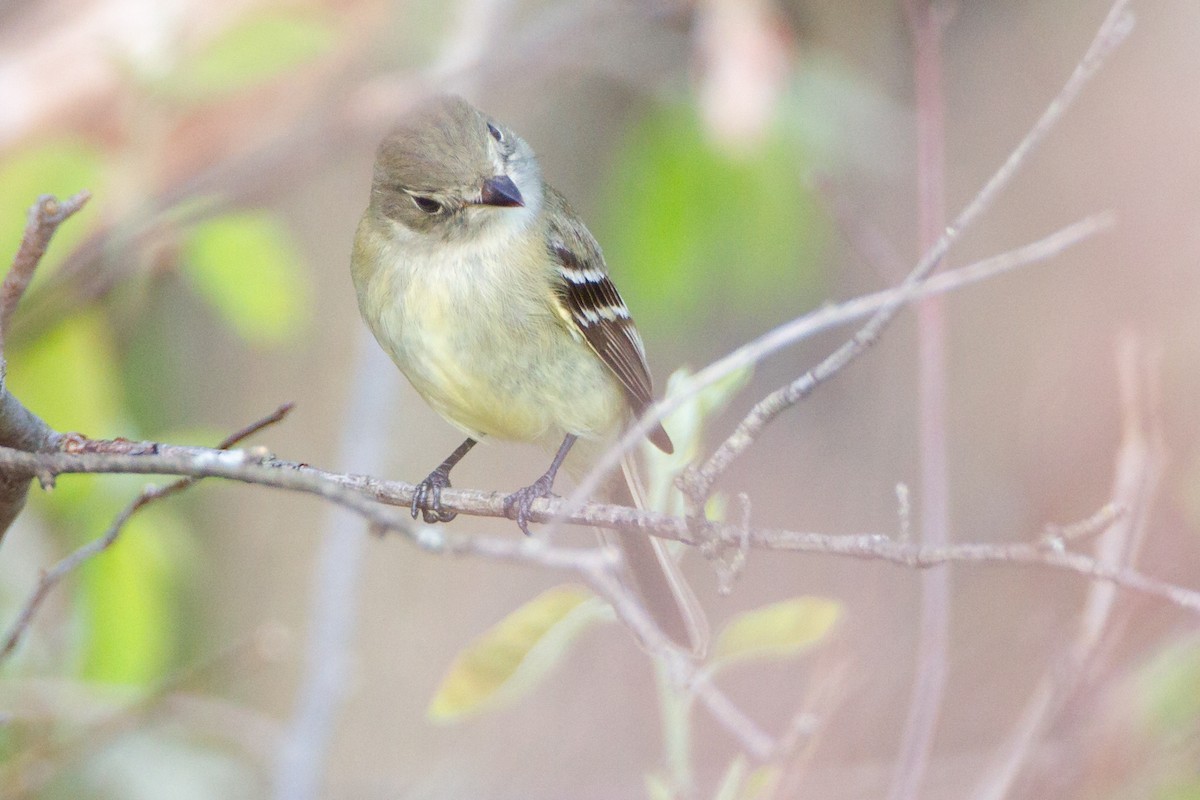 Least Flycatcher - ML646094985
