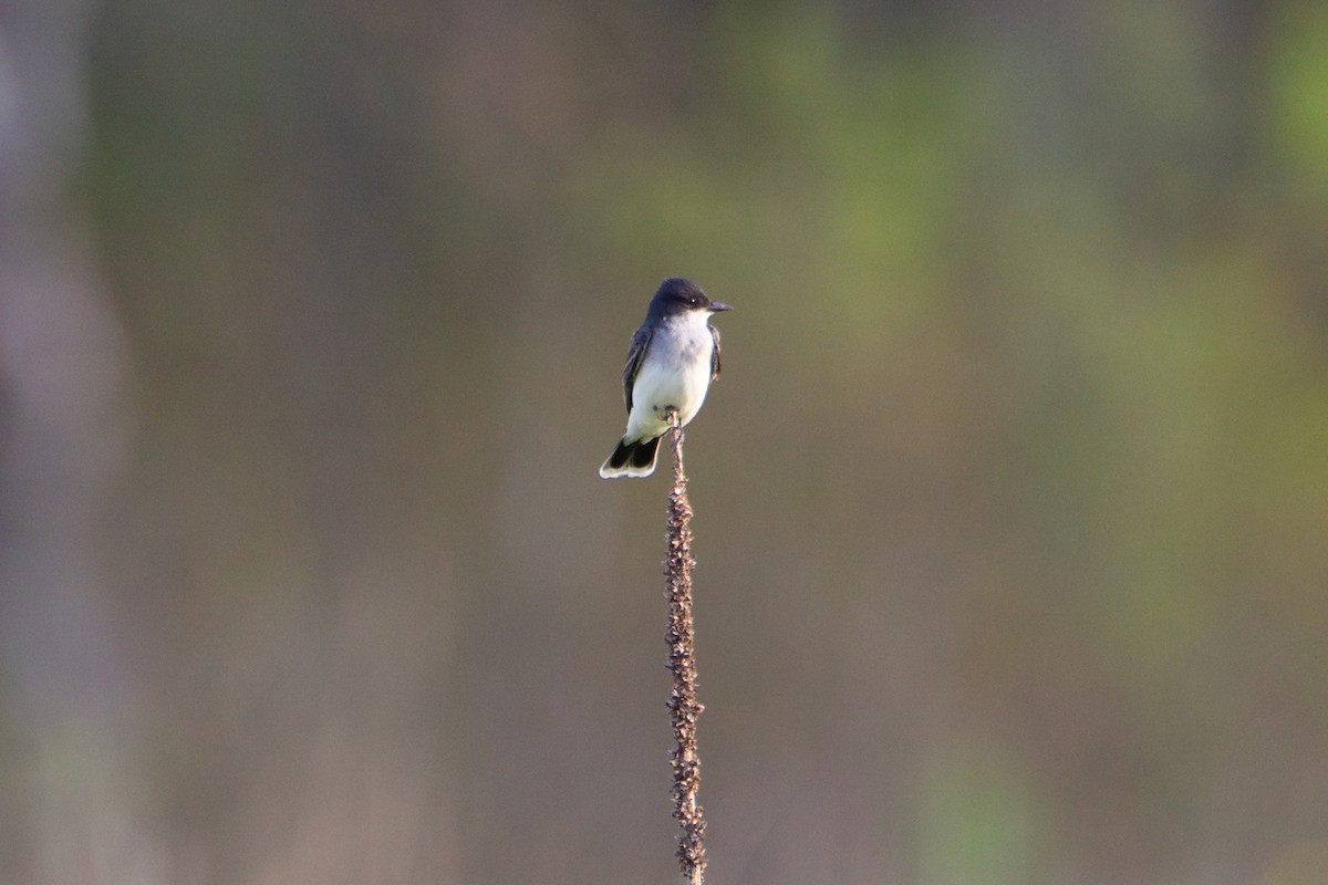 טירן מזרחי - ML646094987