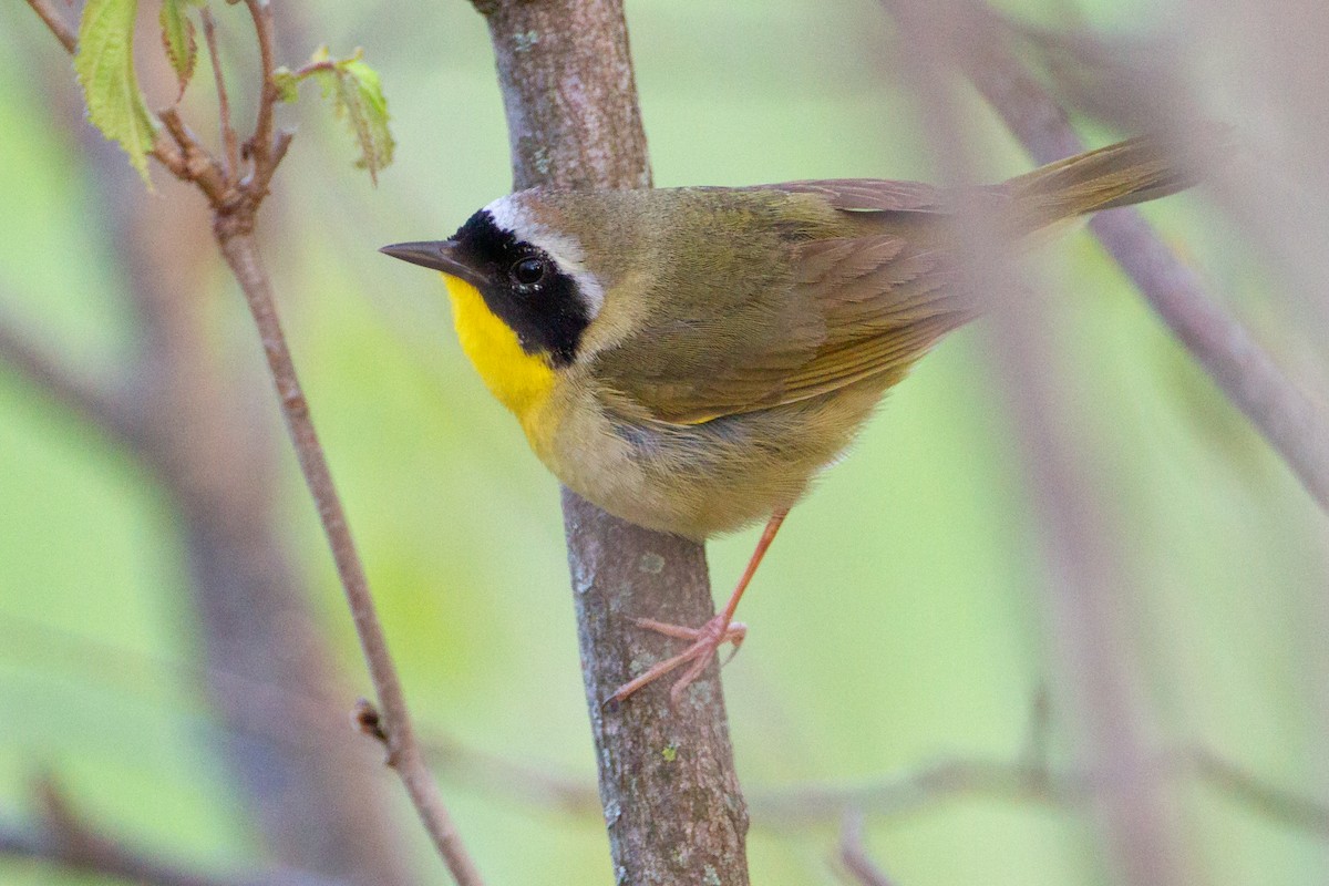 Common Yellowthroat - ML646094996