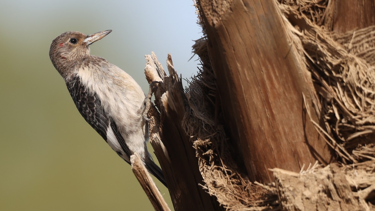 Red-headed Woodpecker - ML646094997