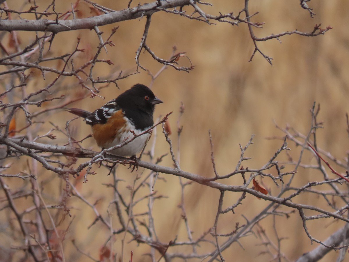 Spotted Towhee - ML646094998