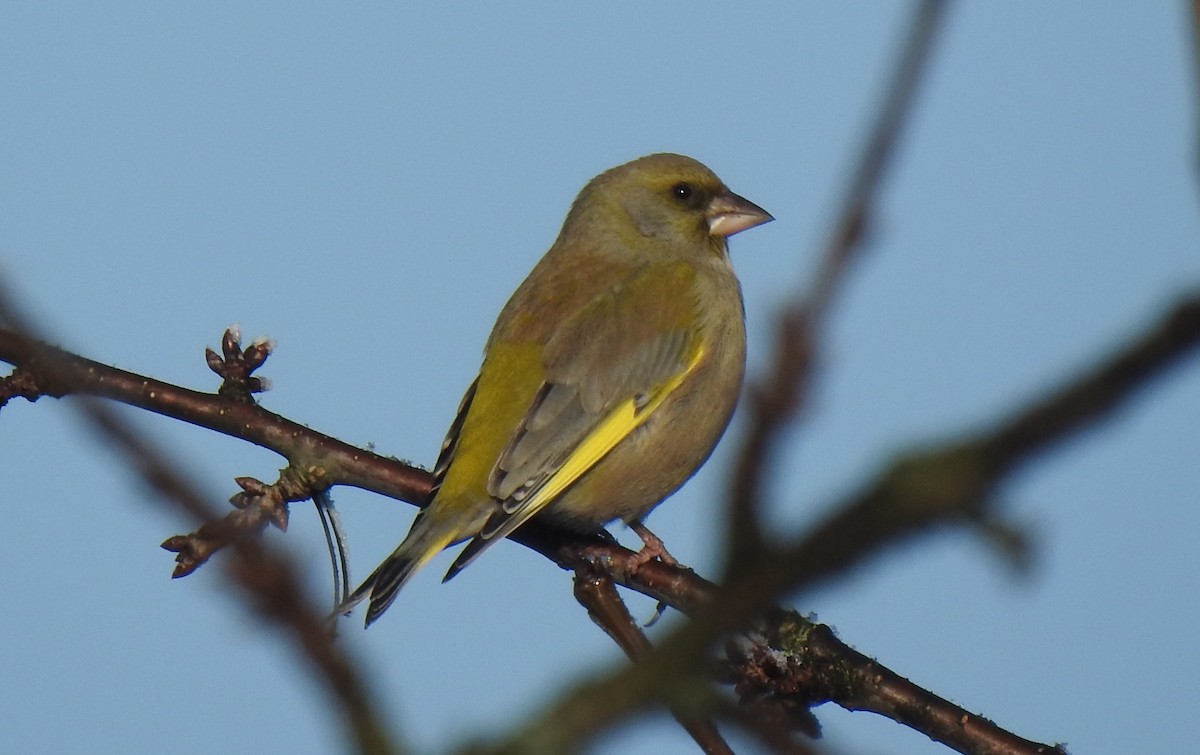 European Greenfinch - ML646094999
