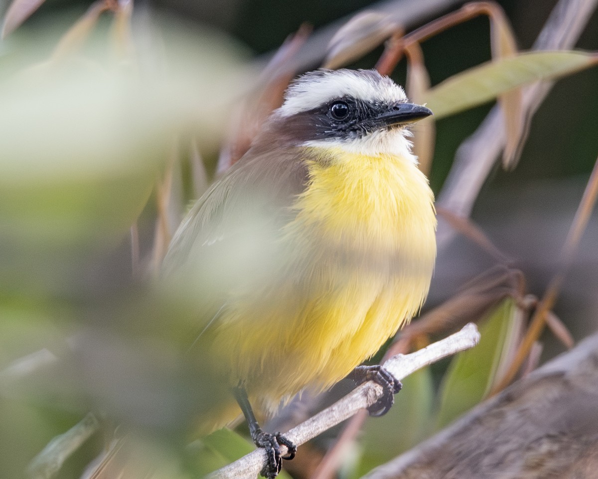 Красношапочный бентеви - ML646095012