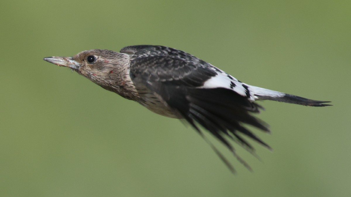 Red-headed Woodpecker - ML646095020