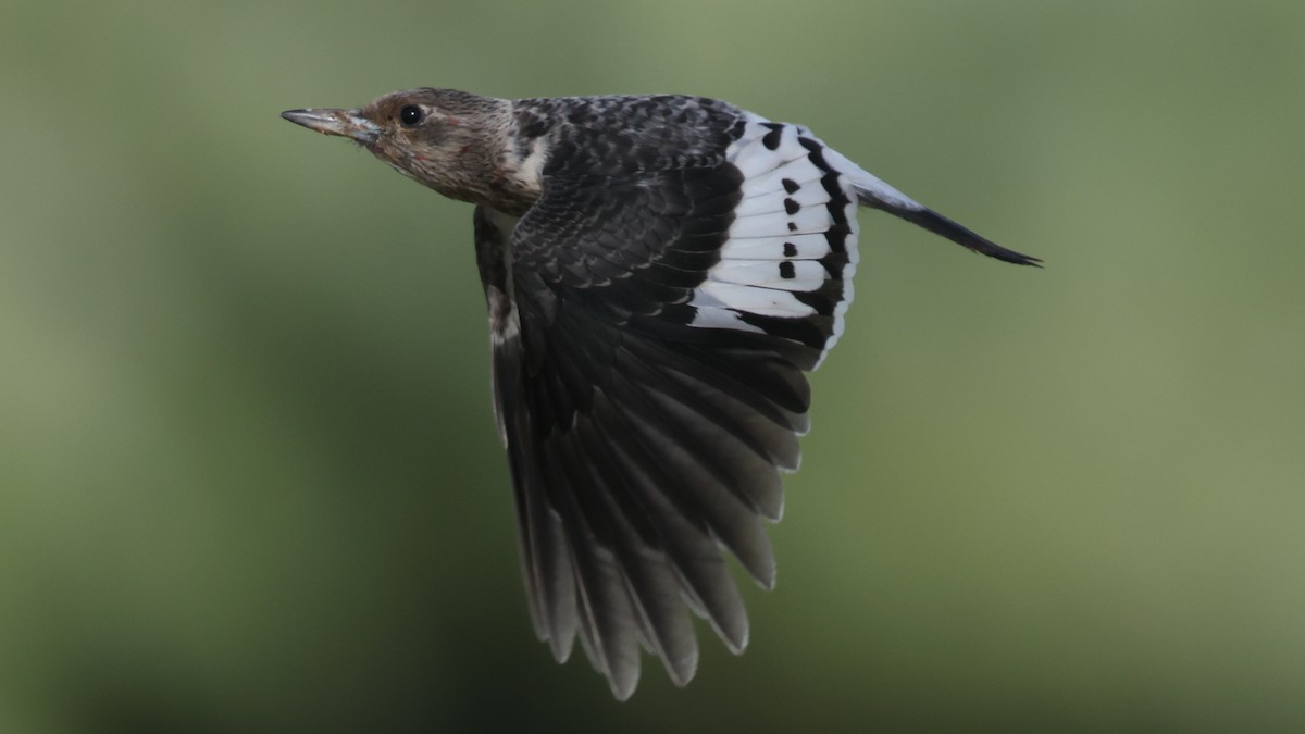 Red-headed Woodpecker - ML646095021