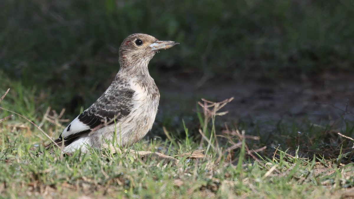 Red-headed Woodpecker - ML646095022