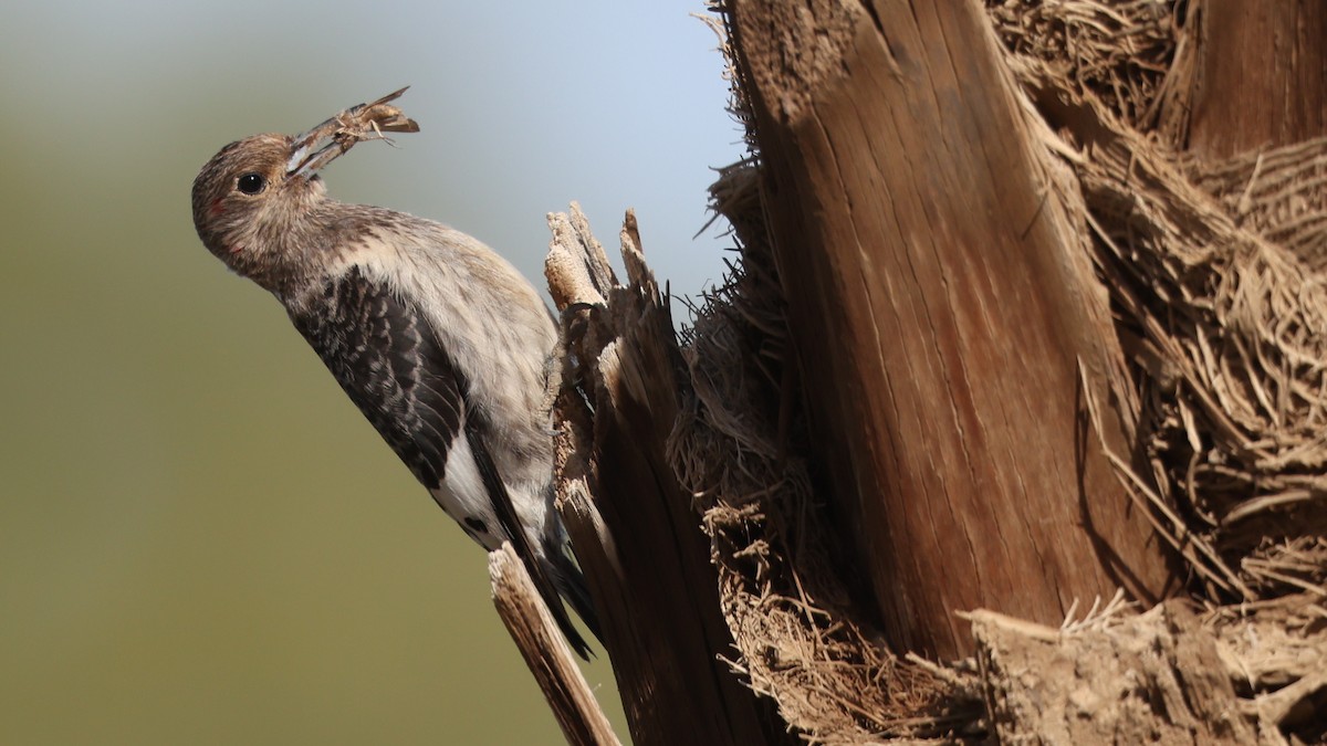 Red-headed Woodpecker - ML646095023