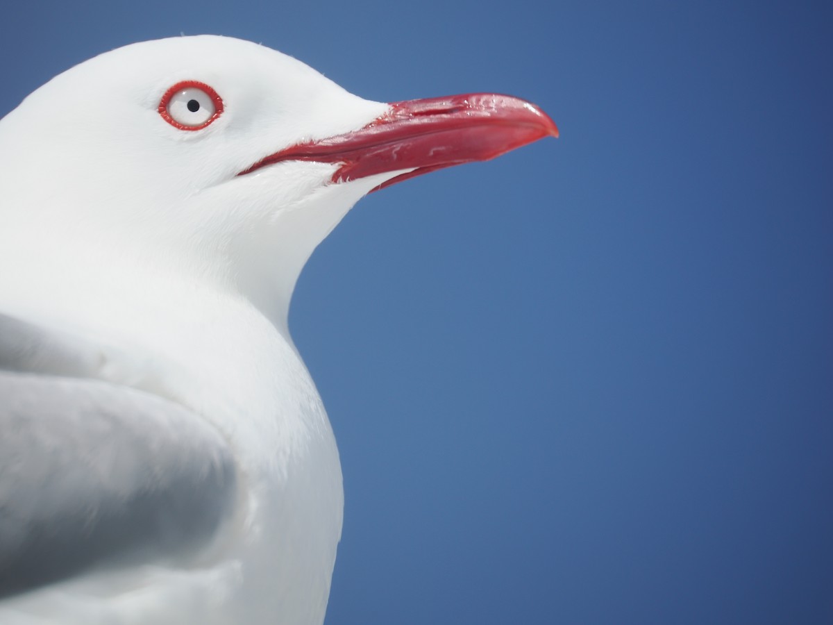 Silver Gull (Red-billed) - ML646095025