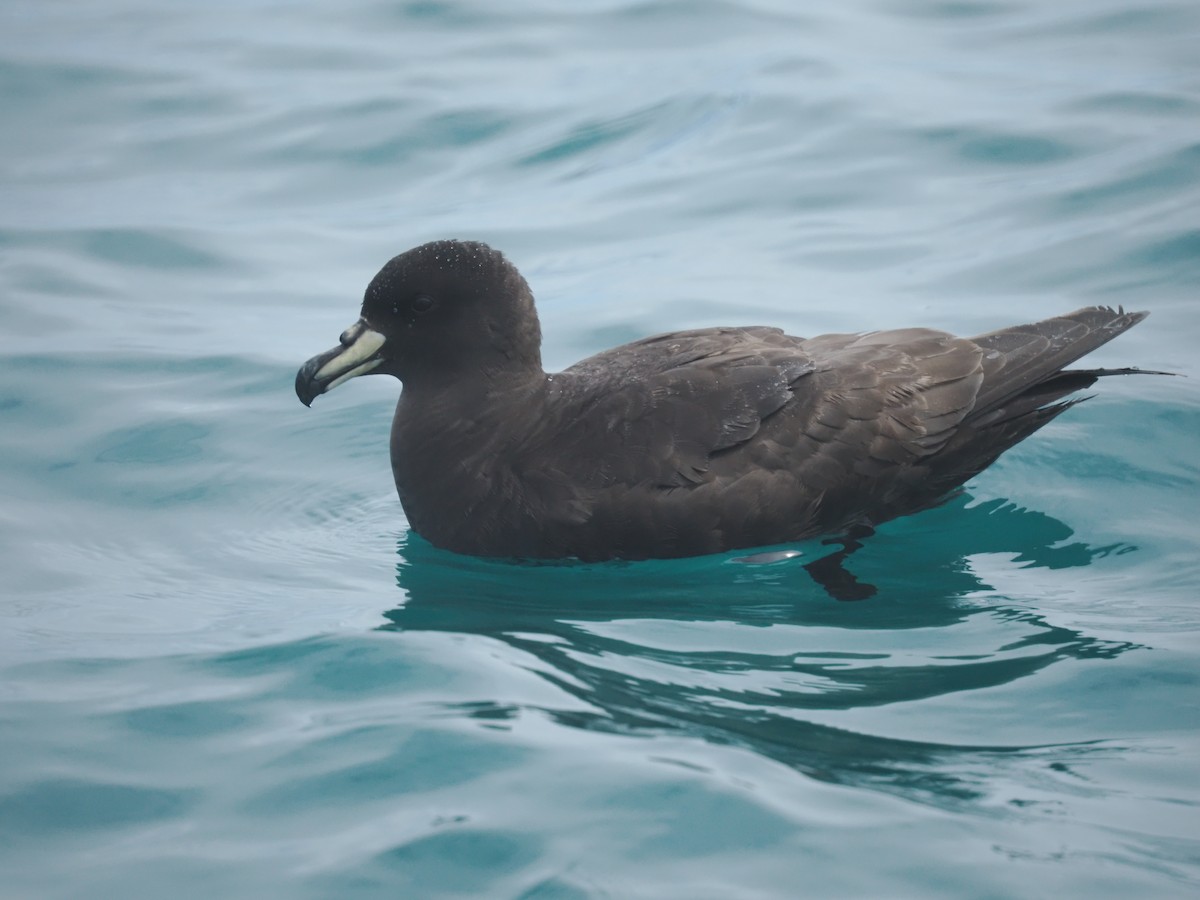 Westland Petrel - ML646095032