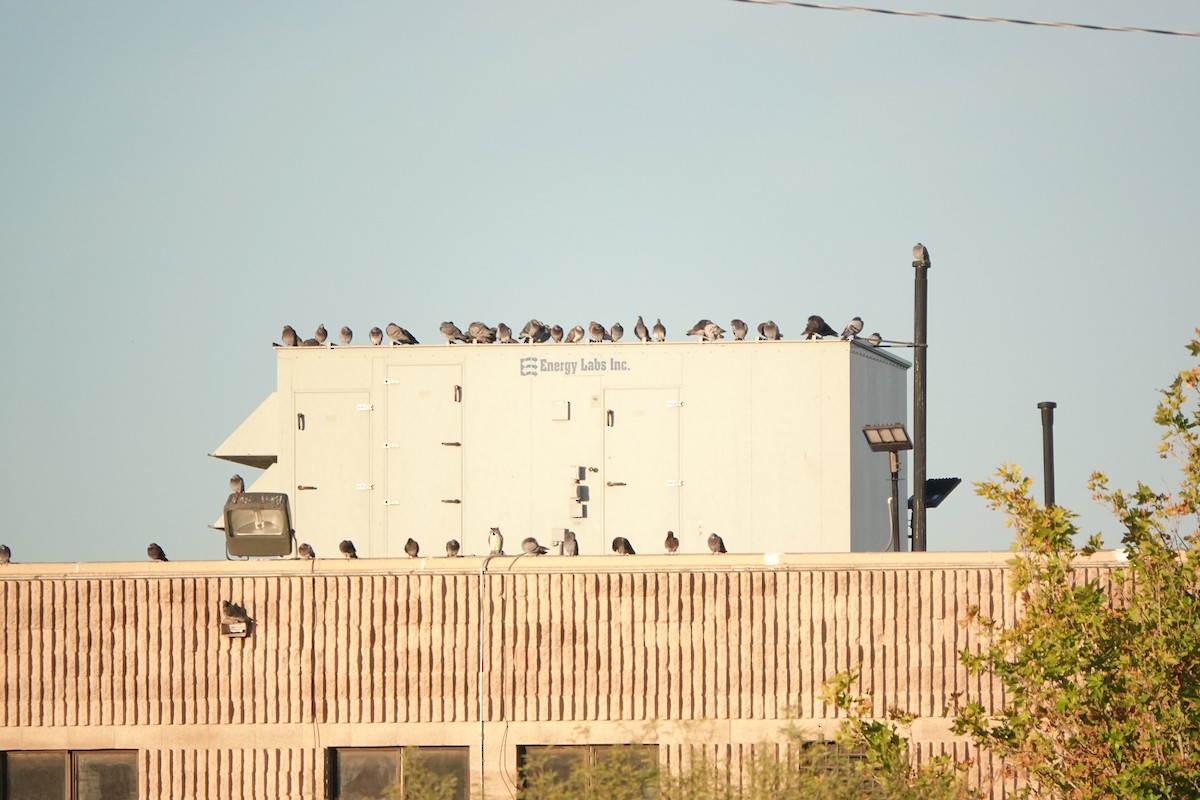 יונת בית - ML646095033