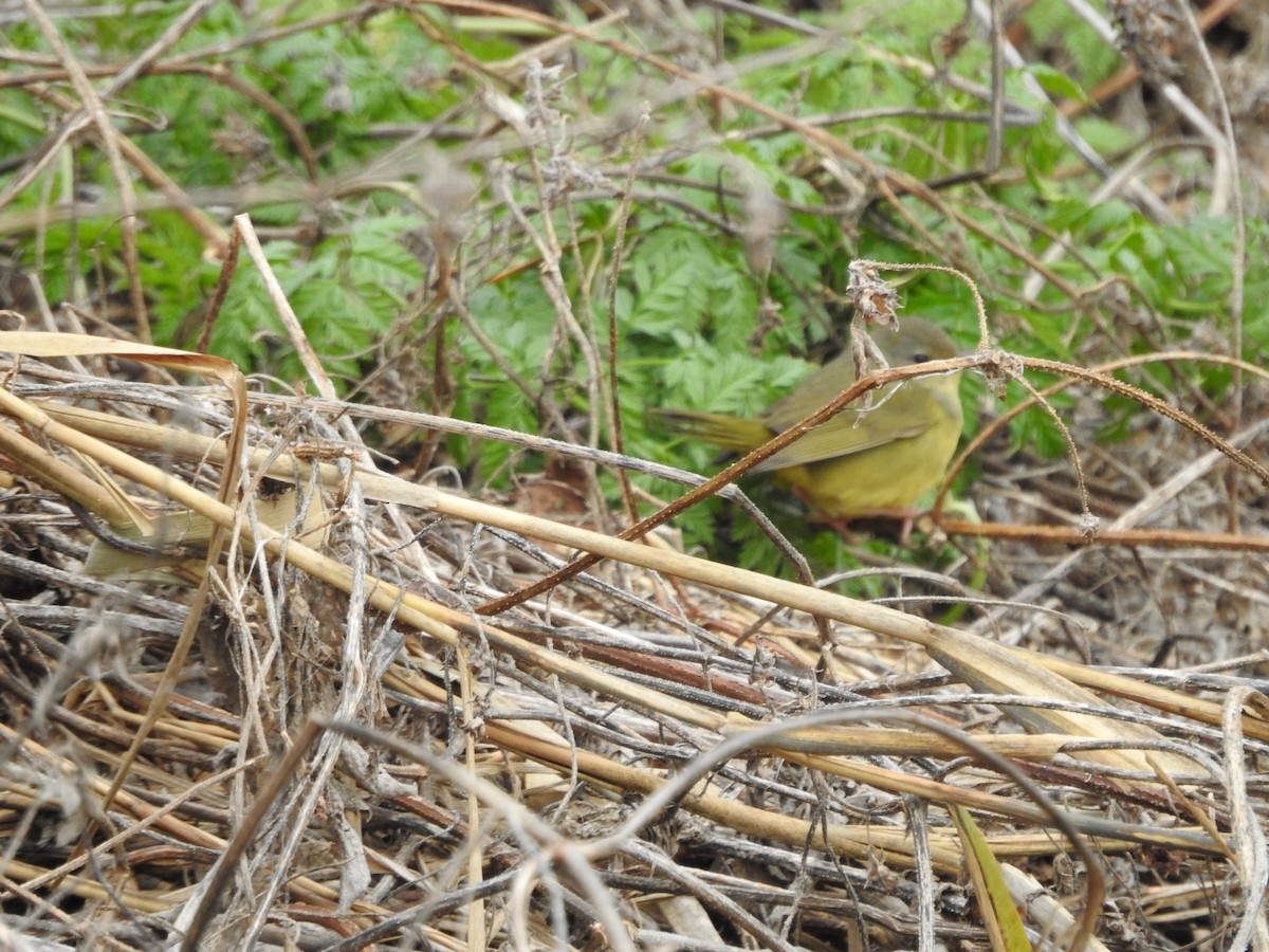 Mourning Warbler - ML646095043